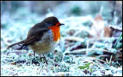 Un rouge gorge